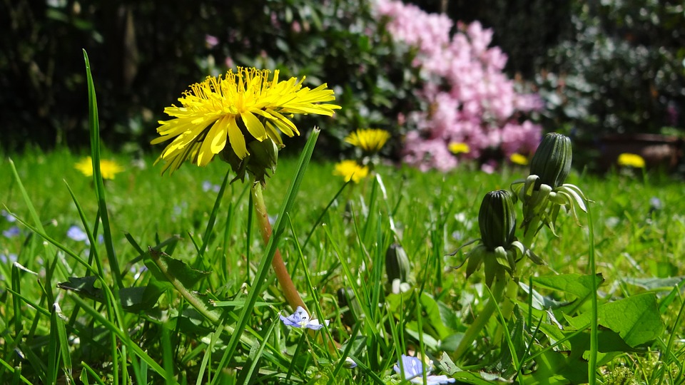 Flower garden