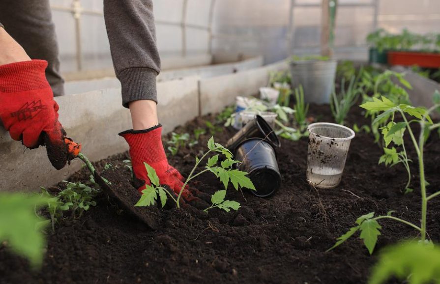home veg garden