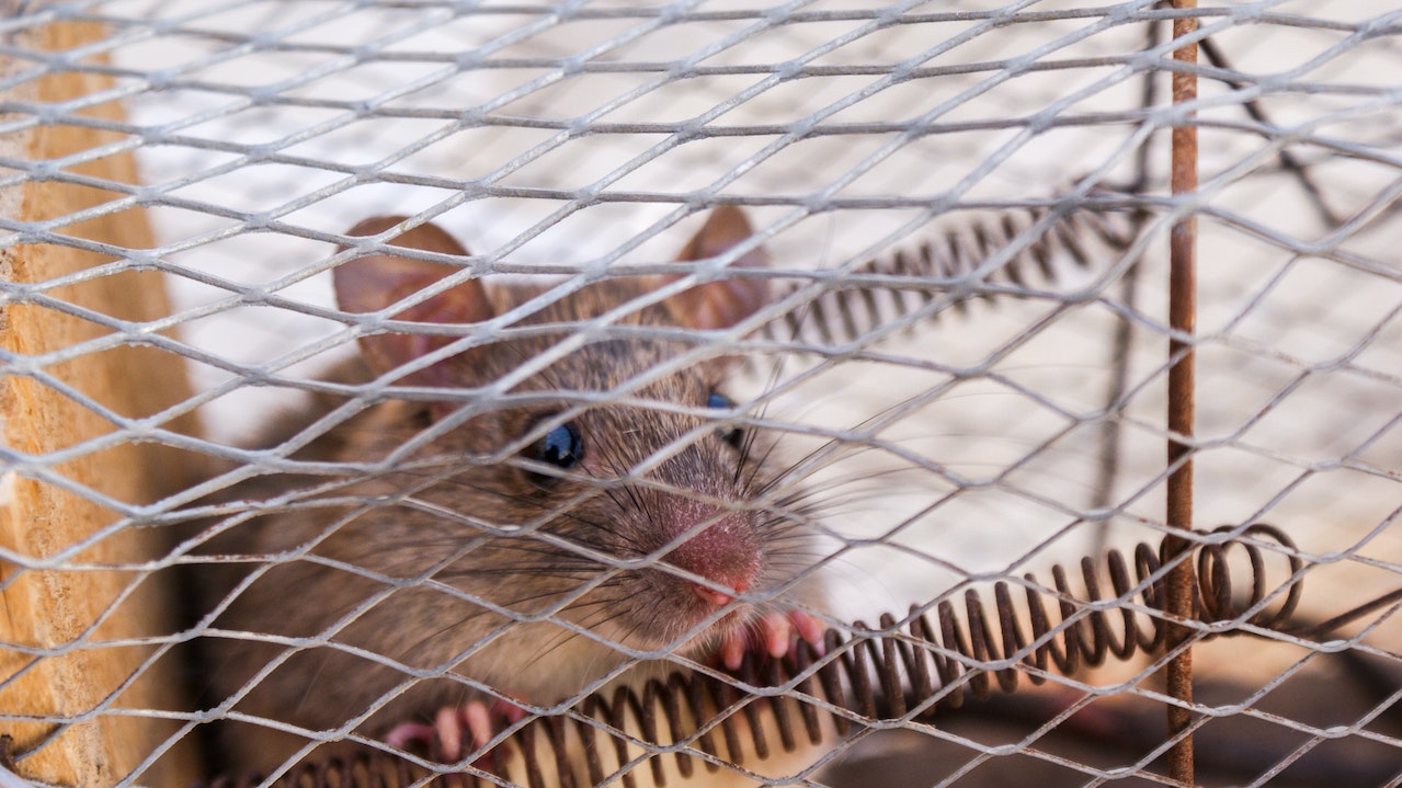 mouse 
